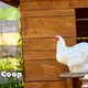 Illustration for article titled Kim Kardashian, a Chicken, Is Dead